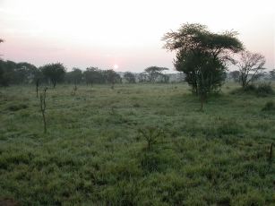 Solopgang i Serengeti.